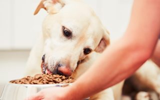 Feeding Your Labrador Retriever: A Beginner’s Guide