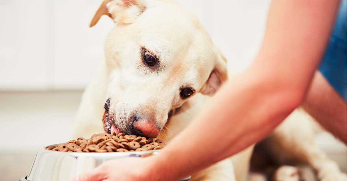Feeding Labrador retriever dogs