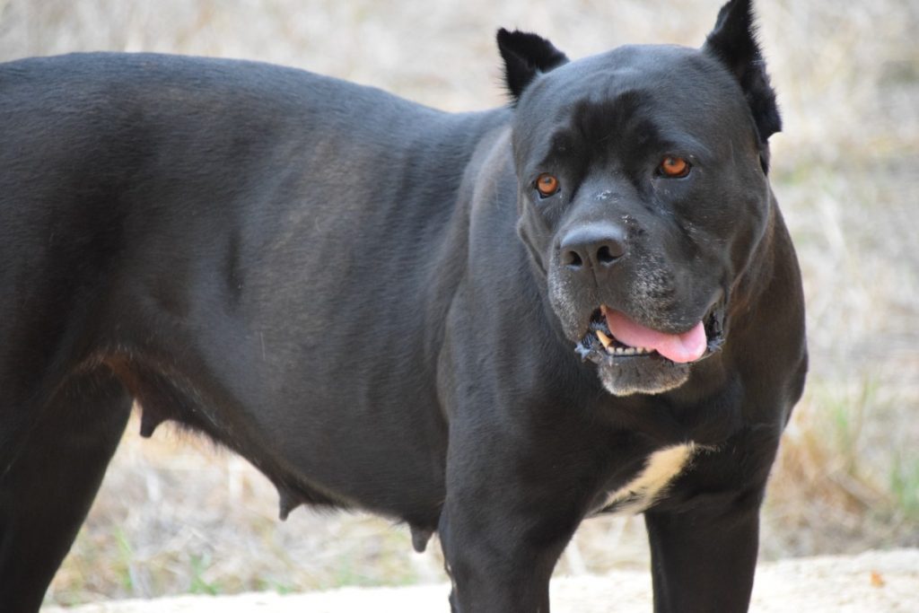Close up of Female Black Pitbull Looking Aside