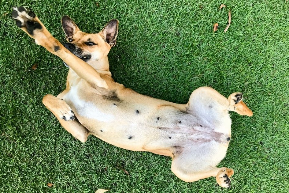 Female Dog Lying on Back on Grass with Belly Up