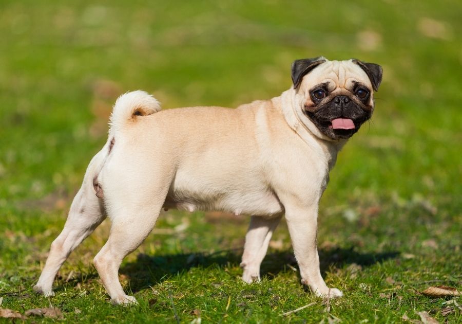Female Pug Dog Standing on Grass