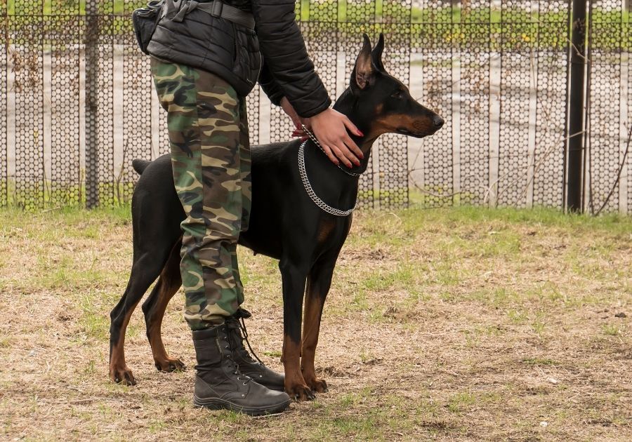 Female Soldier with Doberman Pinscher Army Dog on Border Guard