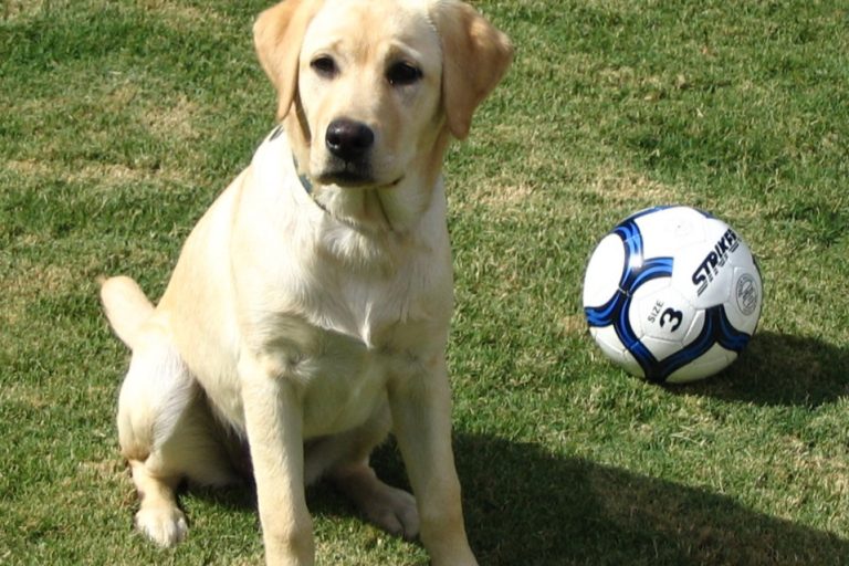 Labrador Temperament 5 Essential Things to Know About Them