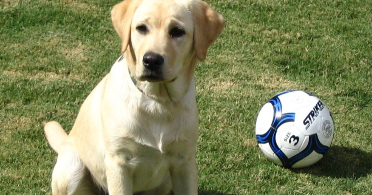 Healthy Labradors How To Take Care of Your Labs Puplore