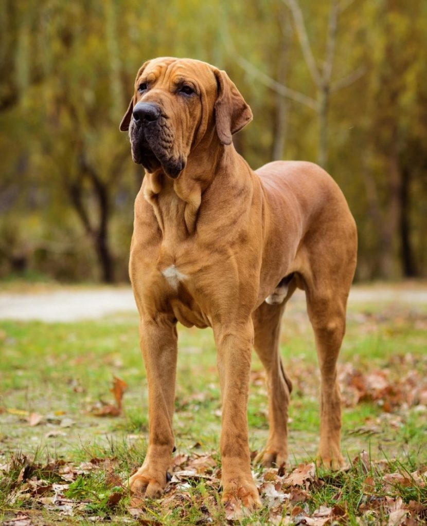 Fila Brasileiro Dog Standing at Park