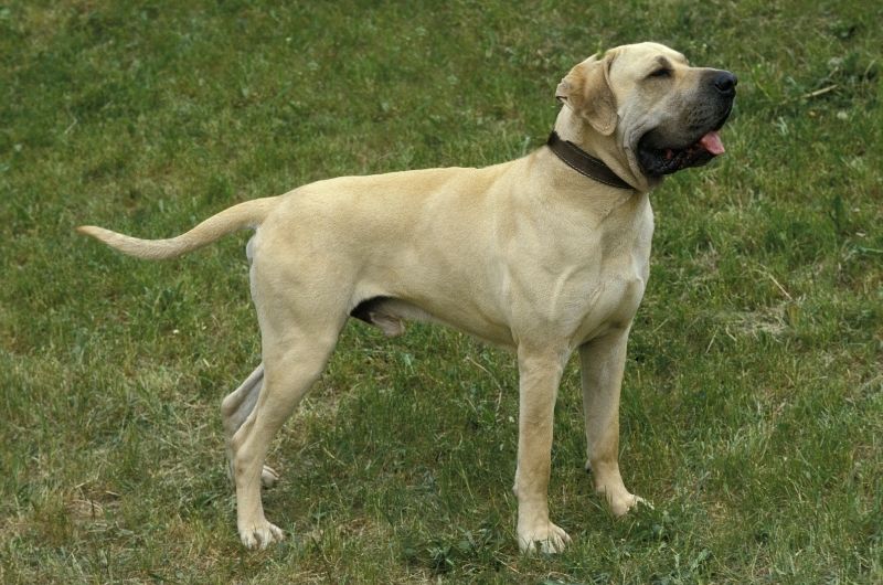 Fila Brasileiro Dog