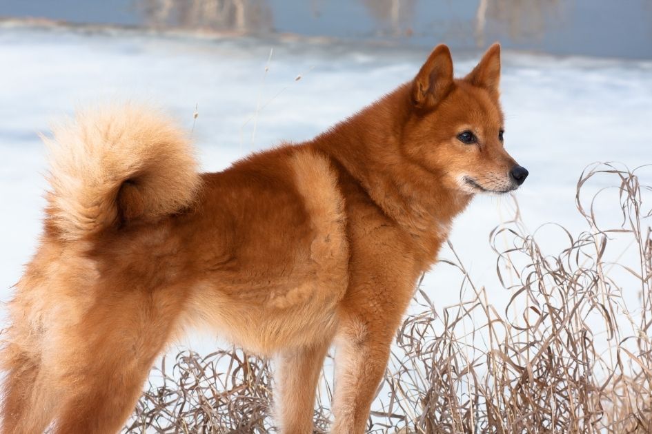 Finnish Spitz Standing Looking Aside