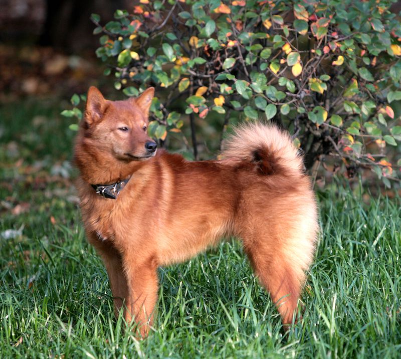 Finnish Spitz