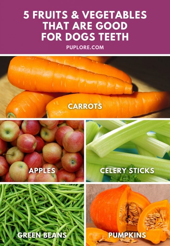 Five Fruits and Vegetables That Are Good For Dogs Teeth