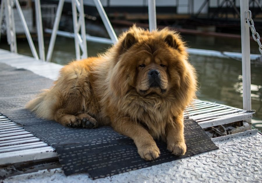 Fluffy Brown Chow Chow Dog Lying on a Bridge