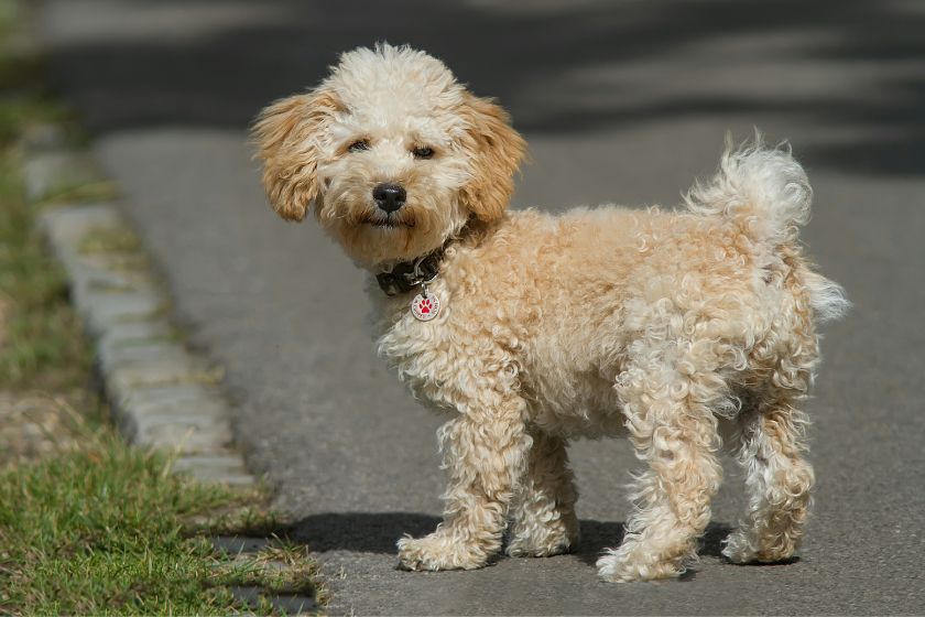 Fluffy Cavapoo Dog Standing on Road