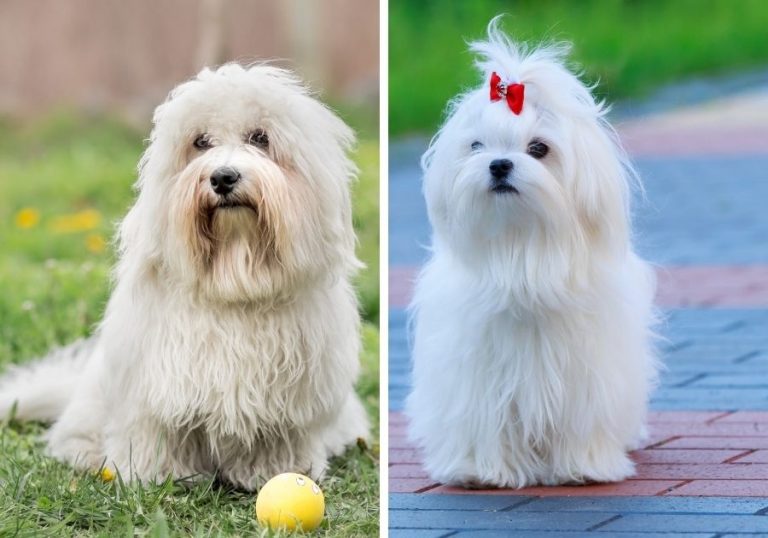 Coton de Tulear vs Maltese: What's The Difference? | Puplore