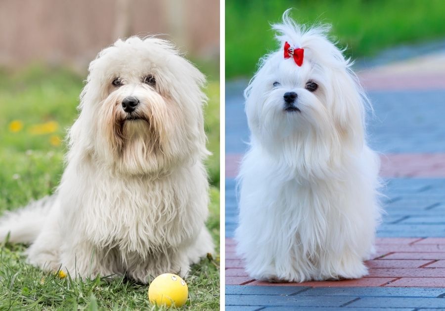 Fluffy Coton de Tulear and Maltese Dogs with Long Coat Standing Side by Side