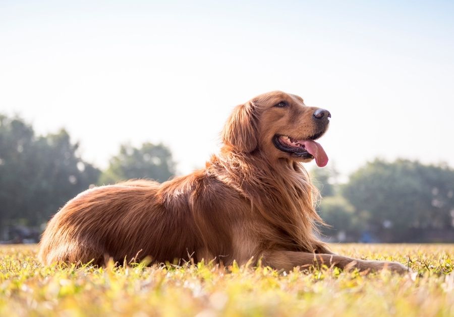 Fluffy Golden Retriever Dog Lying on Grass