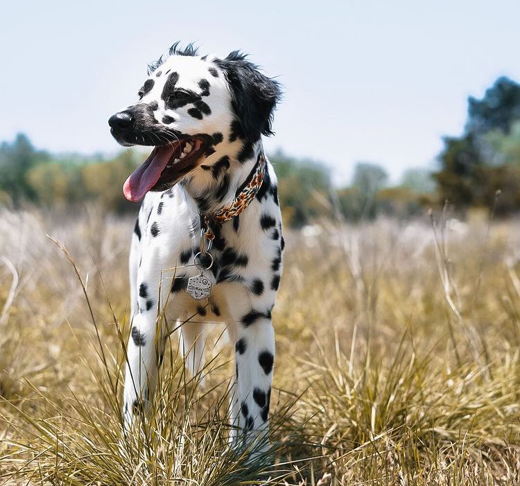 Fluffy Long Coat Dalmatian Dog Outdoor