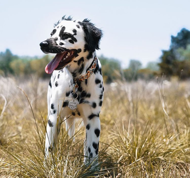 Long Haired Dalmatian Facts Puppy Price And Guide Puplore