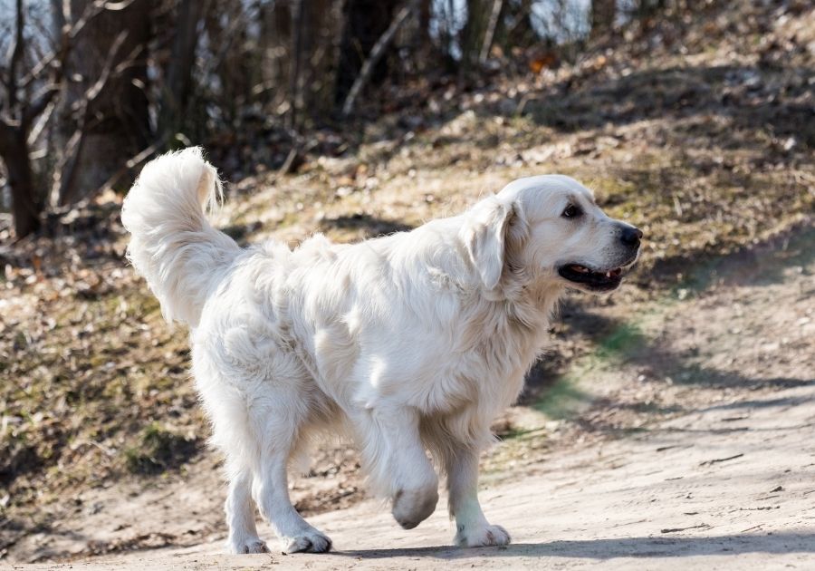 Fluffy Long-Haired White Lab Dog Outdoors