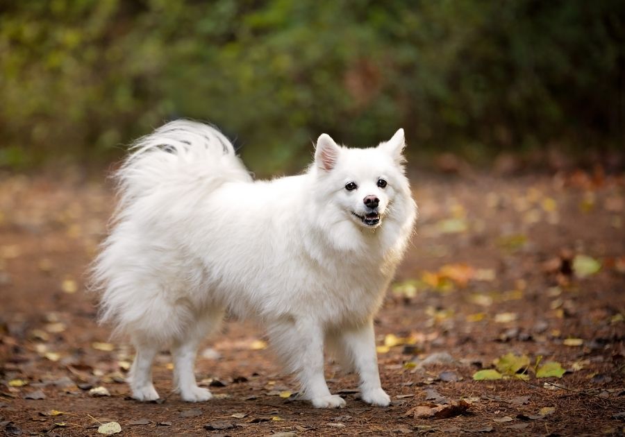 Fluffy White American Eskimo Dog Standing on Ground Outdoors