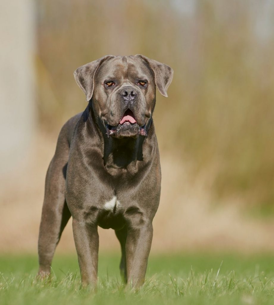 Formentino Cane Corso Breed Standing on Grass