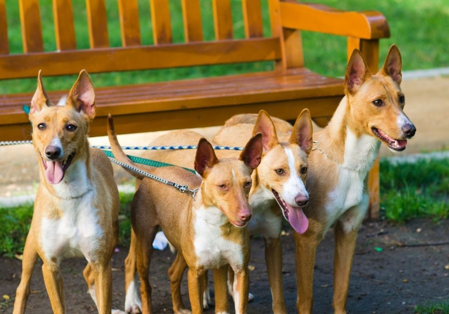 Four Podenco Canario Dogs Standing on Leash