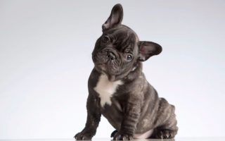 French Bulldog For Sale? 10 Reasons You Shouldn’t Buy