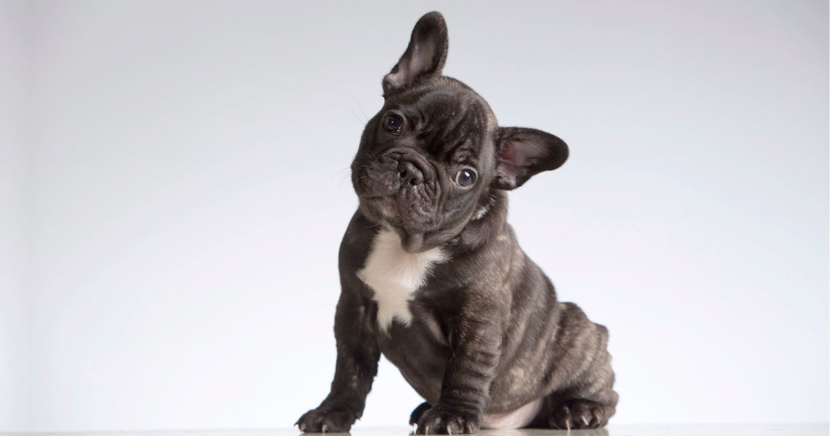 French Bulldog For Sale 10 Reasons You Shouldn't Buy