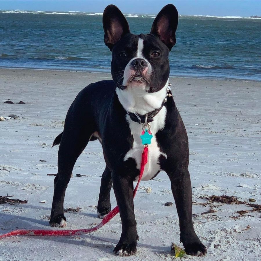 French Bulldog and Pitbull Mix Dog at Beach