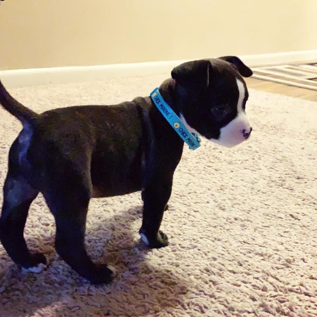 French Bulldog Pitbull Mix Puppy Standing Looking Aside