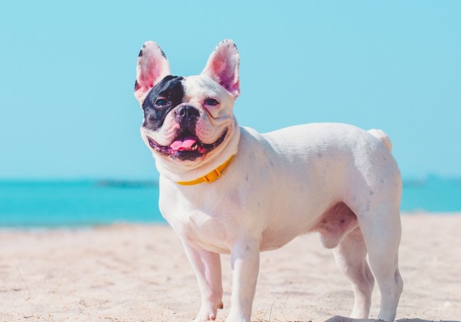French Bulldog Standings Near Beach