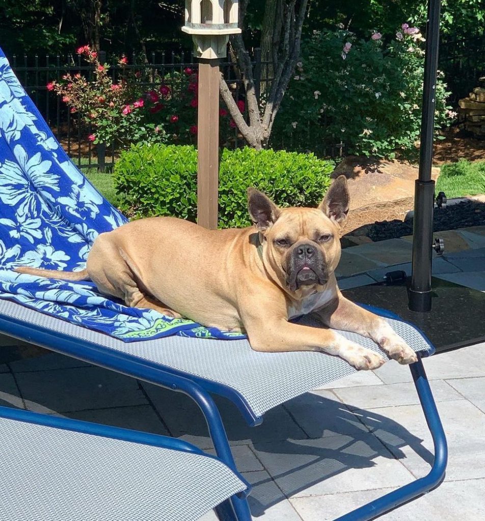 French Bulldog and Pitbull Mixed Dog Resting Near Pool