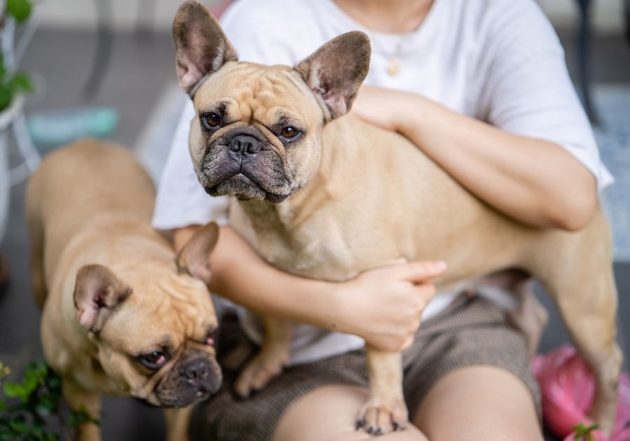 French Bulldog on Woman's Lap Outdoor