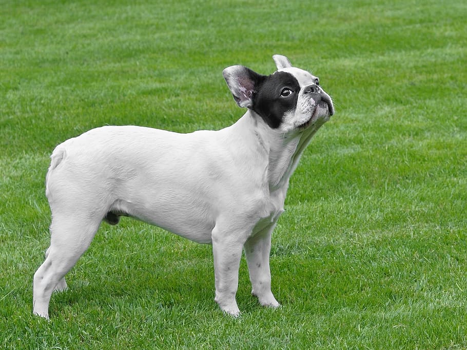French Bulldog Standing on Field Looking Up