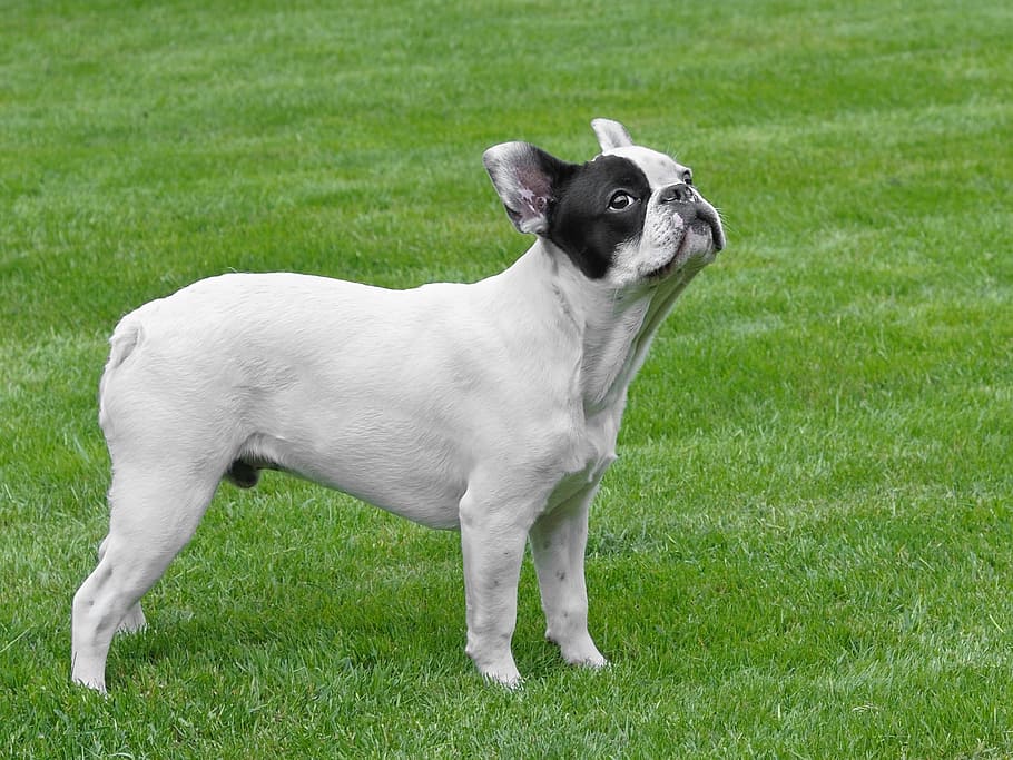 French Bulldog has a low pre drive