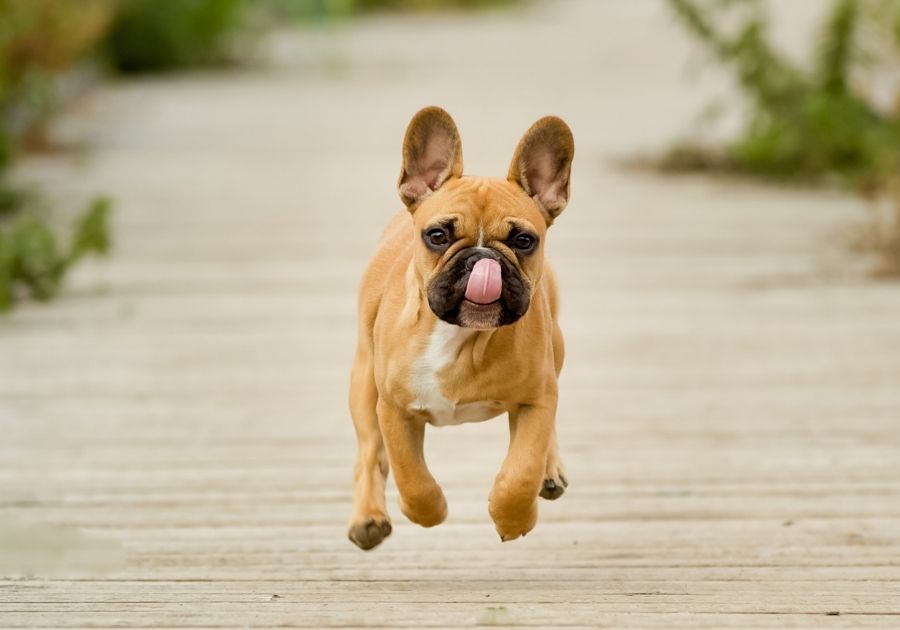 Frenchie Puppy Running Outdoors