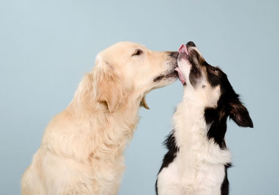 Friendly Dog Kisses
