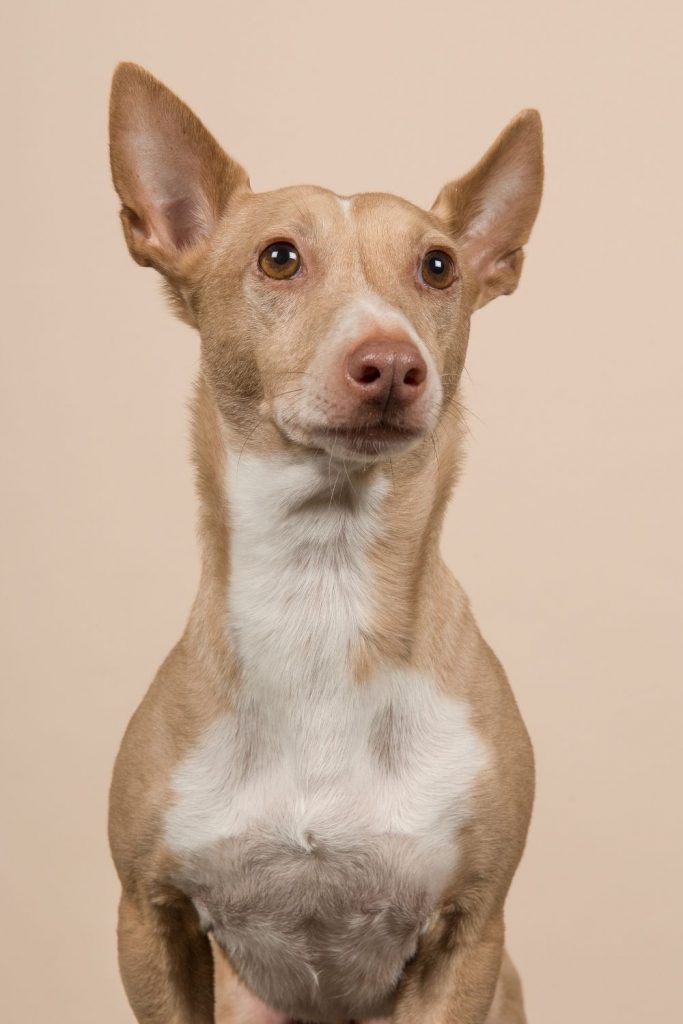 Front Close Up of Podenco Maneto Dog Standing