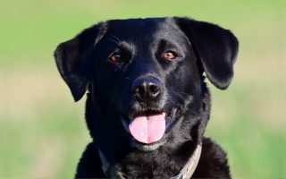 20 Fun Facts About Labrador Retrievers You’ll Love