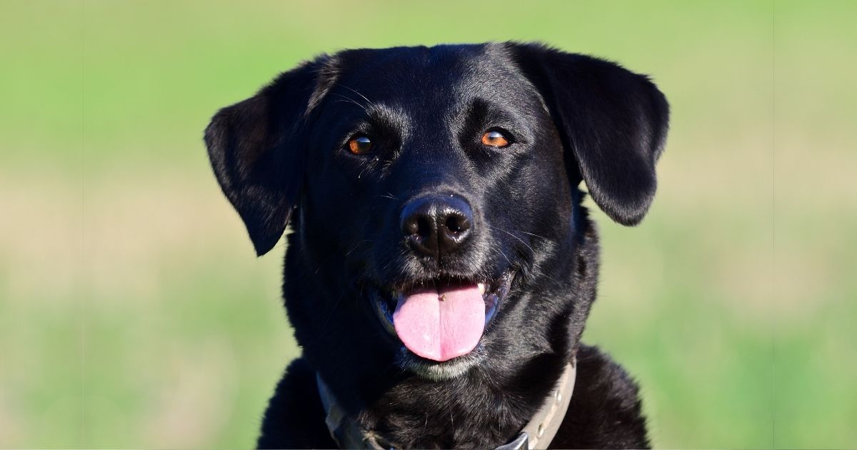 Fun Facts About Labrador Retrievers You'll Love