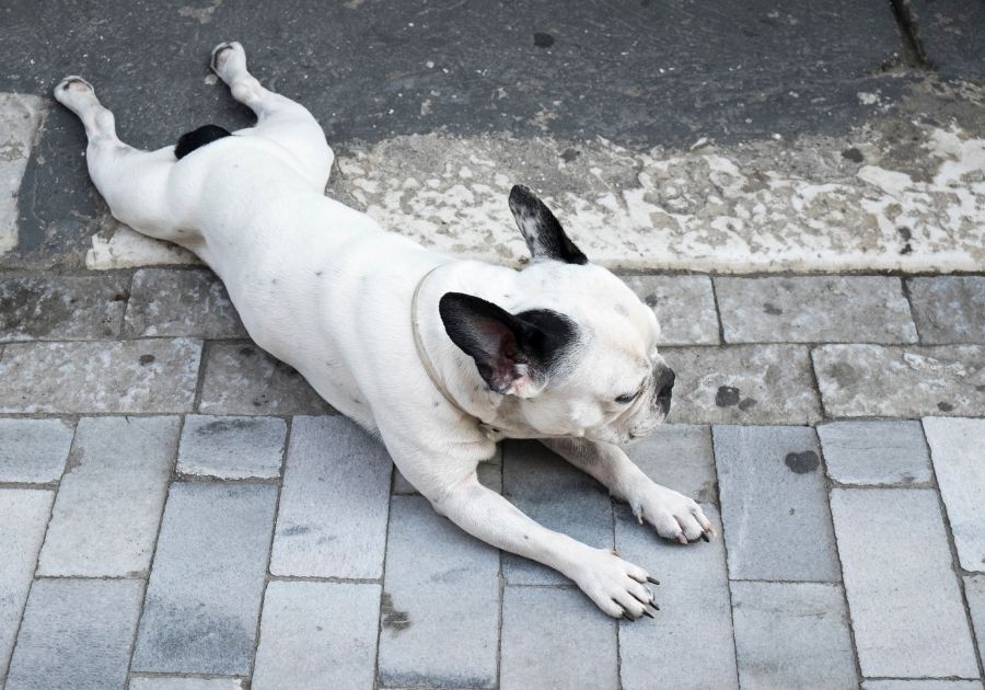 Funny French Bulldog Lying Flat on Walkway