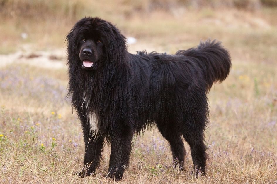 Furry Newfoundland Standing Aside On Grass