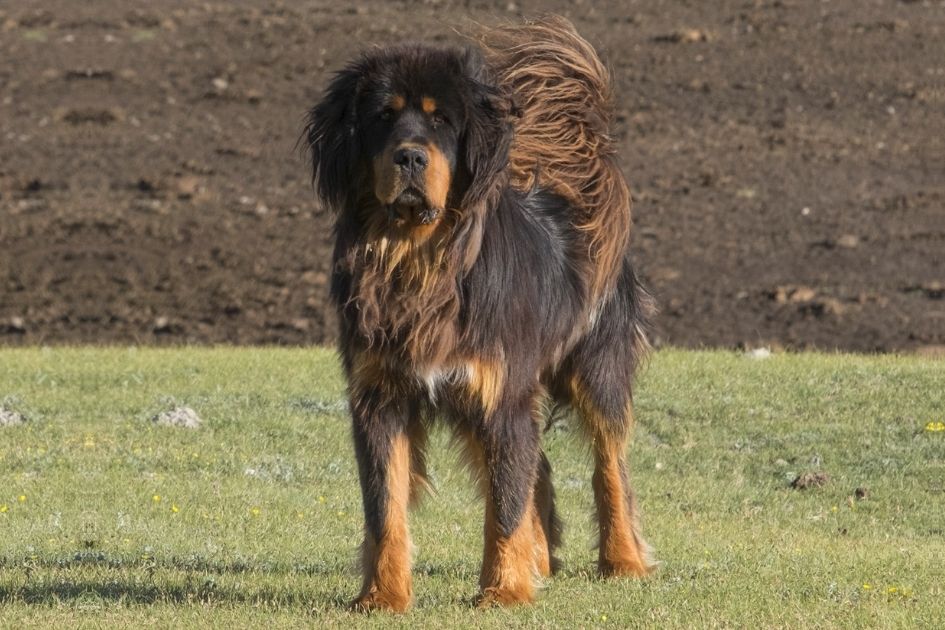 Gaddi Kutta Dog Breed Standing on Grass