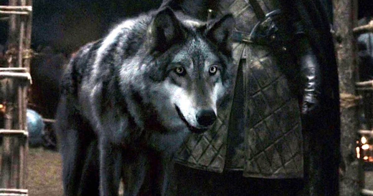 Game Of Thrones Dog Names Ideas For Fans