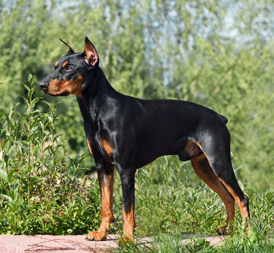 German Pinscher Standing in Full Height in Bush