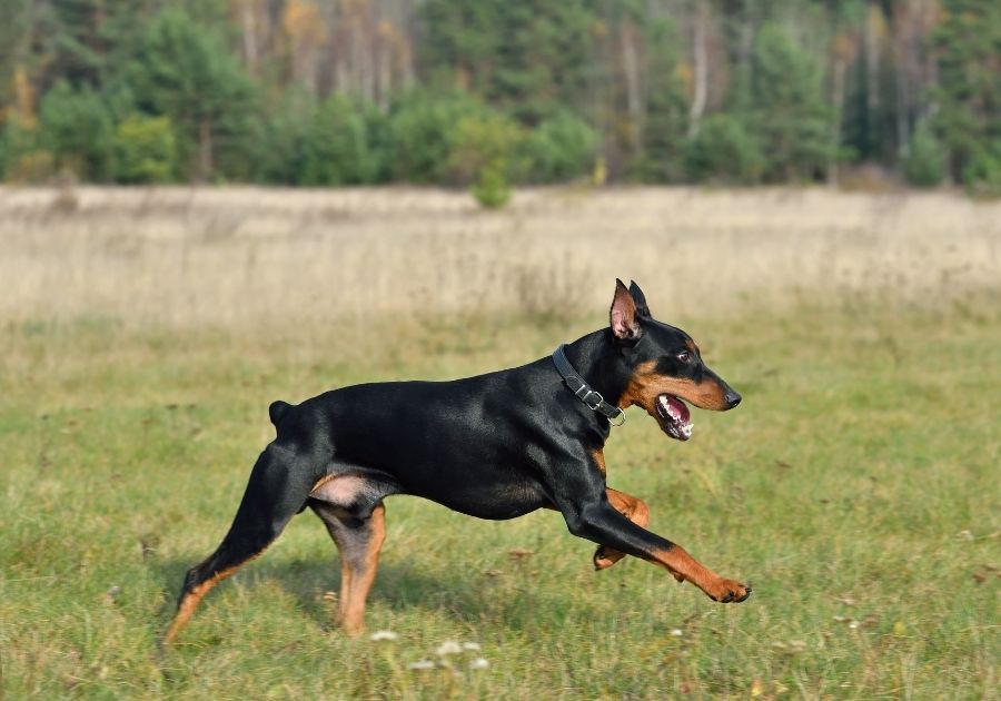 German Pinscher at the Park