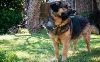 German Shepherd Beagle Mix: Facts, Puppy Price & Guide