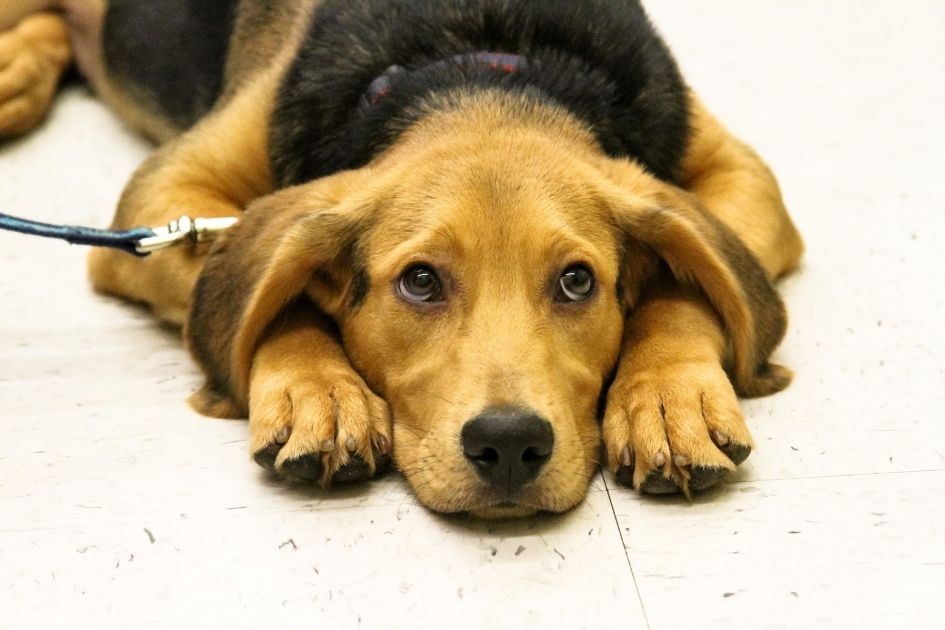 German Shepherd Beagle Mix Lying on Floor