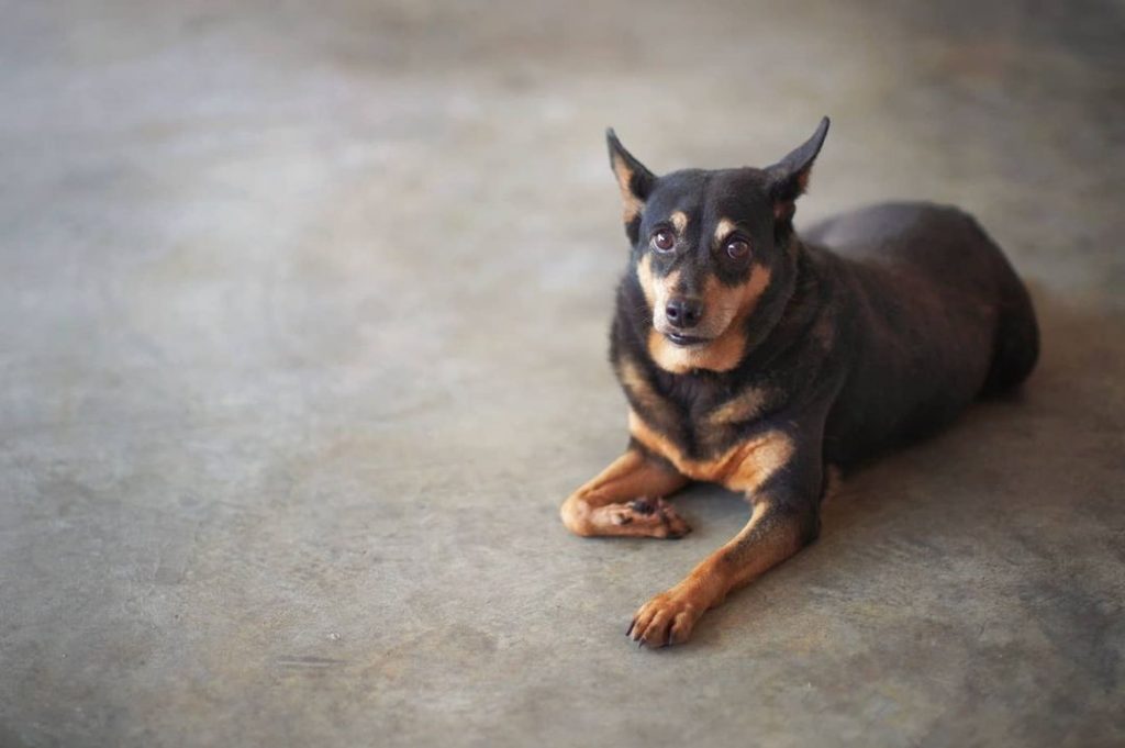 German Shepherd Chihuahua Mix Dog Lying on Floor