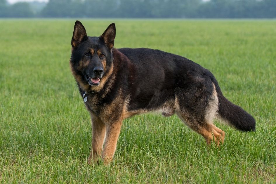 German Shepherd Dog Breed