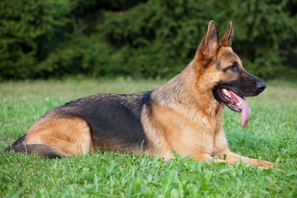 German Shepherd Dog Resting on Grass Panting