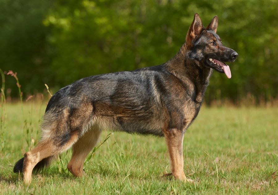 German Shepherd Dog Standing on Grass